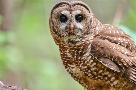 corvallis oregon population|Mass killing of barred owls by trained shooters may start in .
